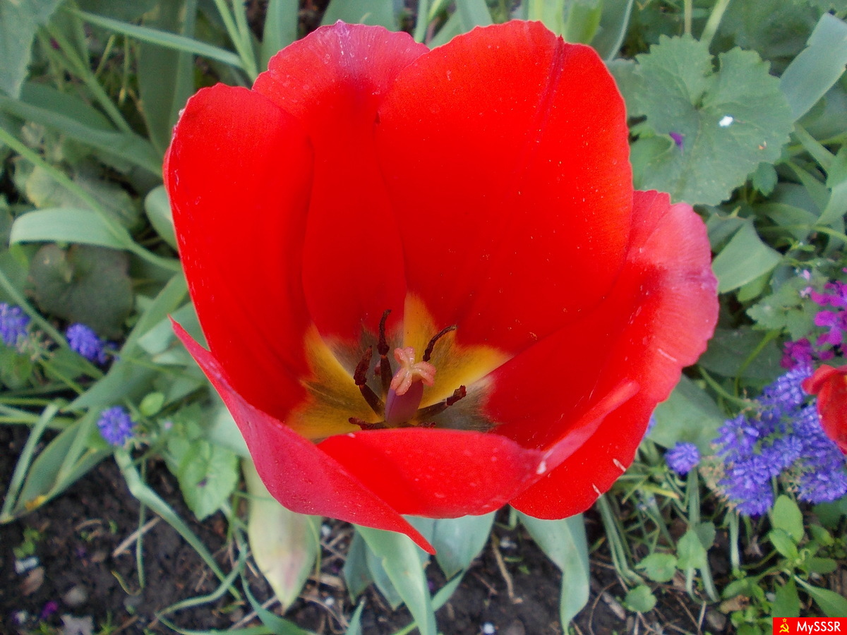 springtime