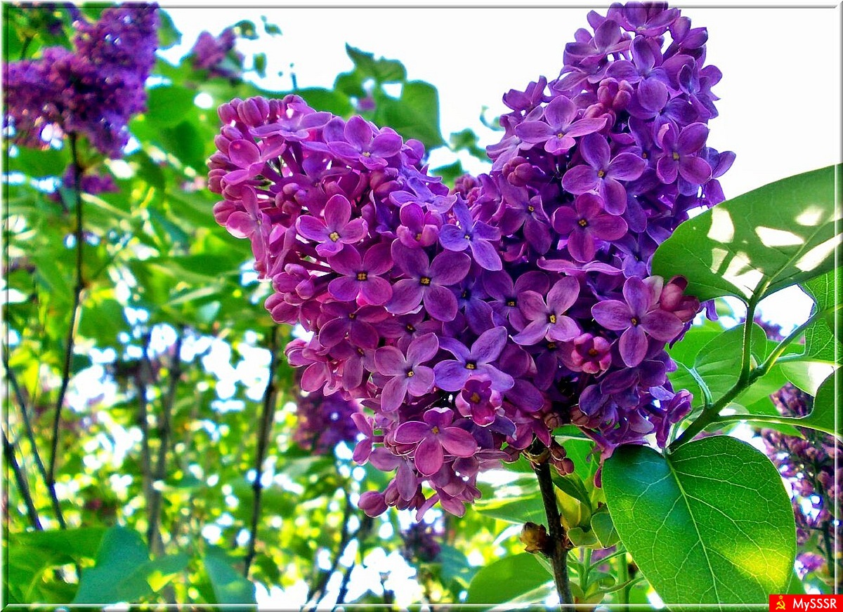springtime
