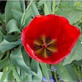 springtime