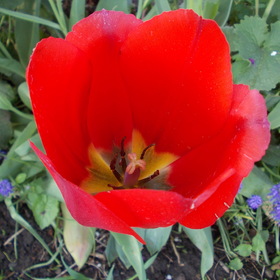 springtime