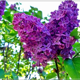 springtime